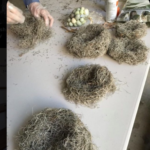 🌍5 lbs. real Air Plants OrganicReal  Live Spanish Moss Extra Long Rare C… - Picture 13 of 17